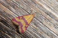 Pyrausta sanguinalis