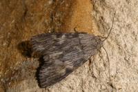 Scotochrosta pulla