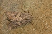 Anarta trifolii