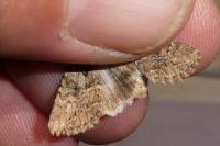 Anarta trifolii