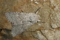 Aporophyla canescens