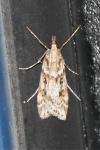 Eudonia angustea