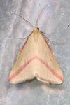 Rhodometra sacraria