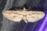 Eupithecia phoeniceata