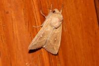 Mythimna albipuncta