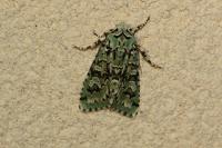 Griposia aprilina