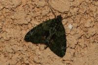 Chloroclysta siterata