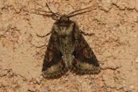 Allophyes oxyacanthae