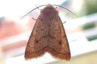Leptologia macilenta