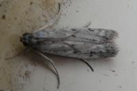 Phycitodes
