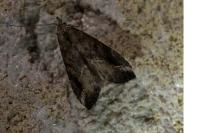 Schrankia costaestrigalis