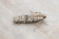 Dioryctria