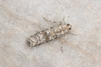 Dioryctria