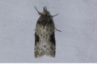 Nycteola revayana