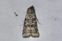 Dioryctria abietella
