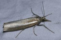 Agriphila selasella