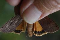 Noctua pronuba