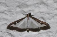 Cydalima perspectalis