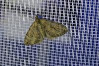 Thera obeliscata