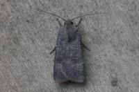 Agrotis trux