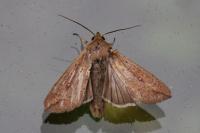 Mythimna unipuncta
