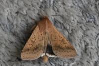 Helicoverpa armigera