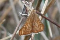 Antigastra catalaunalis
