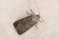 Agrotis segetum