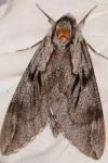 Hyloicus pinastri/maurorum