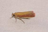 Oncocera semirubella