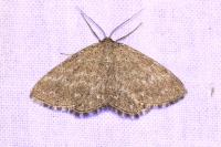 Scopula immorata