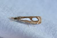 Catoptria mytilella