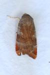 Noctua janthina