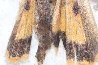 Noctua janthina