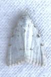 Nola aerugula