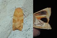 Noctua fimbriata