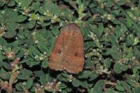 Noctua interposita