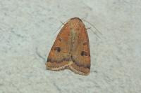 Noctua interposita