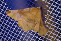 Selenia lunularia
