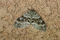 Nothocasis sertata