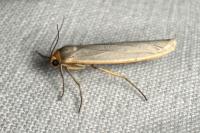 Eilema caniola