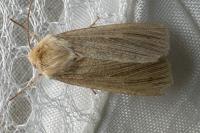 Mythimna pallens