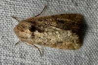 Anarta trifolii