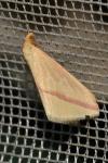 Rhodometra sacraria