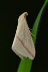 Rhodometra sacraria