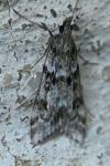 Eudonia angustea