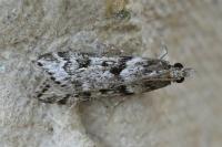 Eudonia angustea