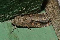 Spodoptera exigua