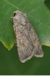 Agrotis segetum