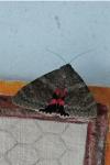 Catocala elocata